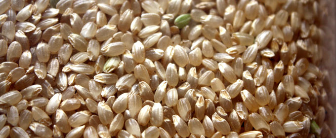 カミアカリの玄米。この胚芽の大きさ、分かるでしょうか。